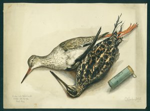 Snipe and Redshank, 1872